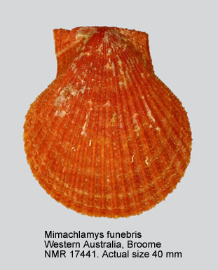 Mimachlamys funebris.jpg - Mimachlamys funebris(Reeve,1853)